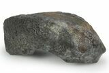 Fossil Whale Ear Bone - South Carolina #251760-1